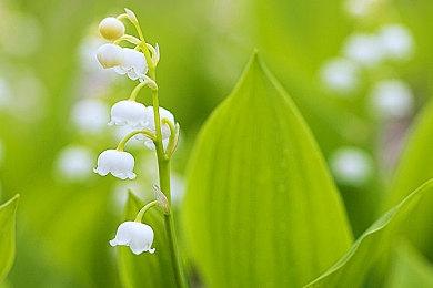 知名漫画《忍者杀手》宣布游戏化 2024年夏季发售